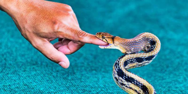 Những con số đẹp gợi ý từ giấc mơ thấy rắn